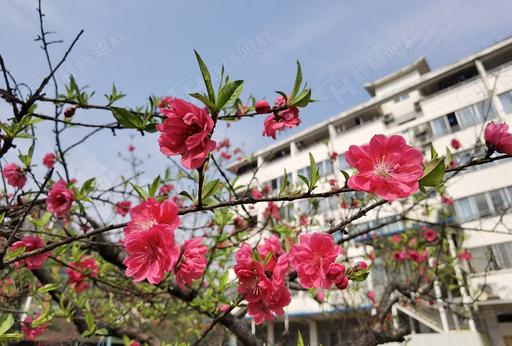 桂林鴻程花團錦簇,滿園春色,邀您一起共賞春景,共商大計!